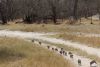 Wow....a troop of Banded Mongoose out in the open for a great sighting!!