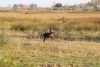Wild Dogs out in the open hunting