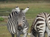 Pregnant Zebra....not very happy??
