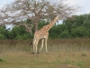 Alpha male giraffe