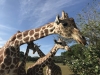 Giraffe feeding time
