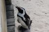 African Penguin, also knowns as Jack Ass, for their donkey-like bray