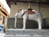 The white elephant, carrying a bone shard from the original Buddha, located this temple!