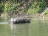 Rhino cooling off......where we had lunch
