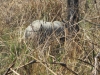 More rhino!!!