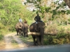 Elephants carrying logs