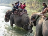 Elephants getting a drink and crossing a river