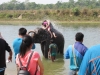 Elephant bathing and tourist splashing