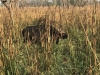 Male bison.....a rare sighting for Chitwan