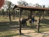 elephants getting a Kuchi treat
