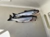Two nice Coho salmon caught off Ushk Point!!