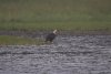 Yes, that Eagle is very wet from all the rain.....probably yelling at Mr Weather:)))