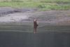 Mama bear doing some fishing but no joy