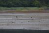 Lots of eagles on the mudflat in Port Althorp