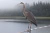 One morning woke up to this beautiful Blue Heron on our bow sprit stanchion!!