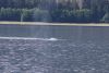 We have a whale in Hoonah Sound