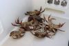 Dungeness crab ready to be cleaned