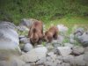 We have Brown bears in Ell Cove.....a mom and cub!!