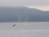 Leaving Crab Bay we came across 2 Humpback Whales fin slapping