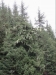 Beautiful Spruce temperate rainforest
