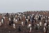 A colony of ~12,000 Gentoo penguins