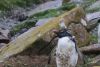 Rockhopper penguin still molting