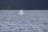 A pod of Orca on our last morning coming into Sitka