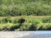 We had 43 Alaskan Brown Bear sightings over our 2 days in GEO