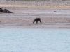 We had 17 Brown bear sightings over the 5 days we were there albeit from a distance