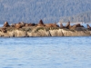On our way  to Berg Bay  on the 17th, we stopped and saw the seals again on South Marble Island