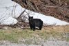 Oh and a Black bear came to see what the loud noise was about:)))