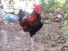 We had a cock fighting rooster next to us.....crowed all day...can't say I blamed him....hot and dusty!!