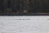 Lots of otters leaving Pybus Bay