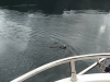 Friendly otter in Port Chatham Bay