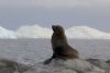 Fur seals greeting us on Hydruga Rocks on March 21 am