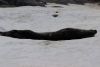 Lone Weddell Seal