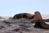 Sleeping and playful fur seals