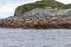 Lots of sea lions hauled out on  Rocky Point Light off Point Couverden in Icy Strait