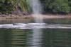 Several Humpbacks in Port Frederick, just south of Hoonah