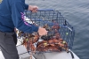 A bunch of undersized King crabs and some keeper Dungeness!!
