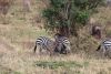 Zebras being frisky