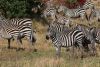 Female Zebras protecting the young