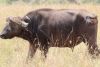 We had a few old male Cape Buffalos guarding our camp!!