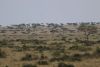 Mara means spotted in the Maasai language; good picture of the Mara and the "spots"