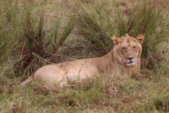 Kenya Maasai Mara and Nairobi NP Days 5-11 (gallery 2)