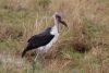 Maribou stork