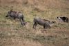 Adult warthogs with 2 young ones!!