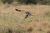 African Marsh Harrier with a hare in its talons