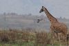 Augur buzzard flying in front of giraffe