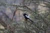 Maybe a Magpie shrike??